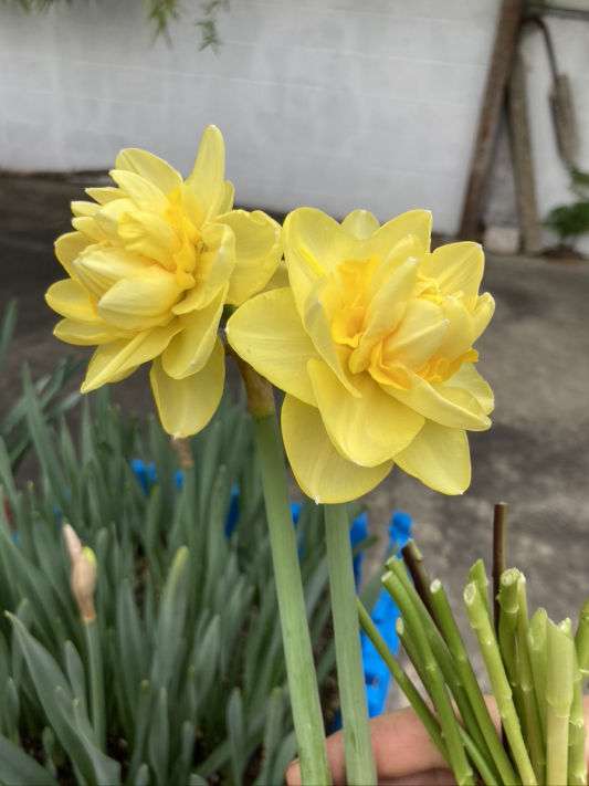 Fancy narcissus flowers, spring 2023