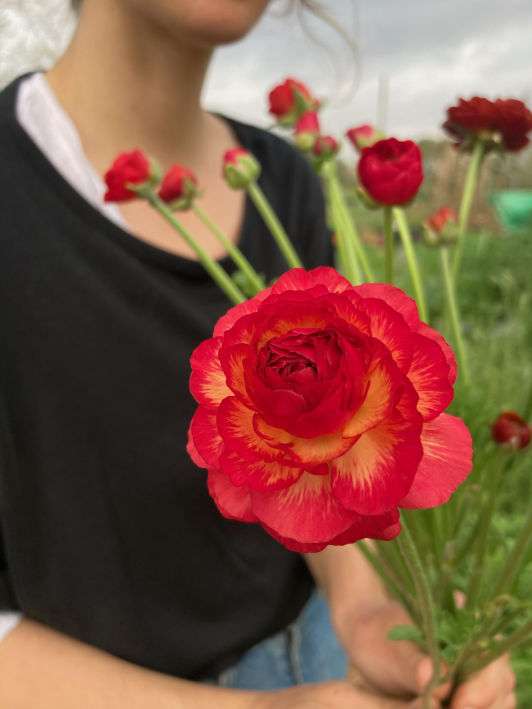 Ranunculus close-up, February 2024